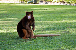 tree kangaroo